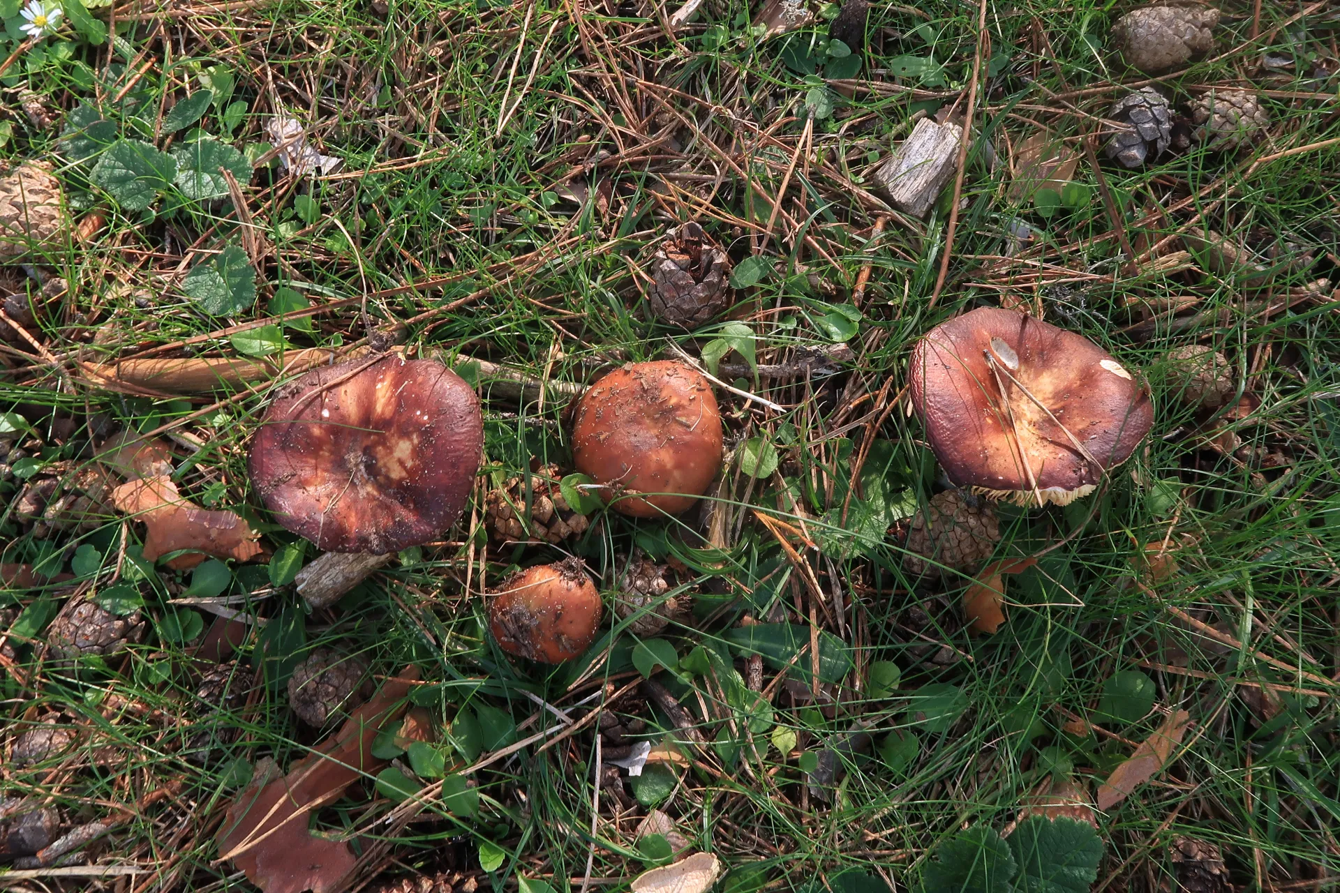 Russula cessans - 1 - IMG_8047